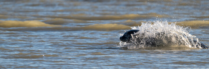Phoques gris et phoques veau-marin à Berck-sur-mer