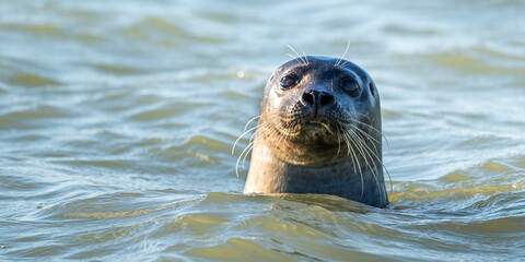Phoques gris et phoques veau-marin à Berck-sur-mer © Alonbou