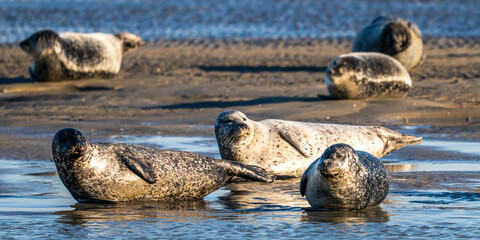 Phoques gris et phoques veau-marin à Berck-sur-mer © Alonbou