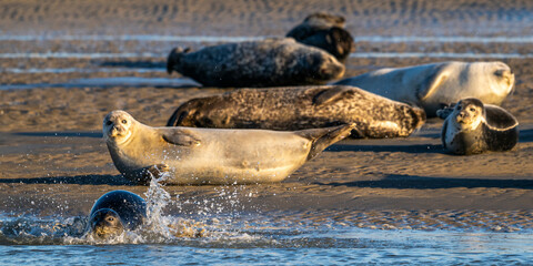 Phoques gris et phoques veau-marin à Berck-sur-mer © Alonbou