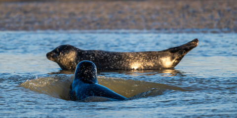 Fototapeta premium Phoques gris et phoques veau-marin à Berck-sur-mer
