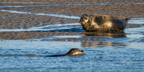 Phoques gris et phoques veau-marin à Berck-sur-mer