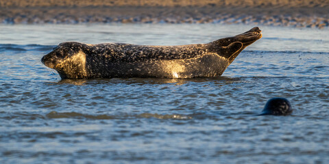 Phoques gris et phoques veau-marin à Berck-sur-mer © Alonbou