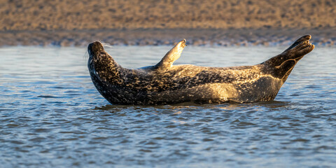 Phoques gris et phoques veau-marin à Berck-sur-mer © Alonbou