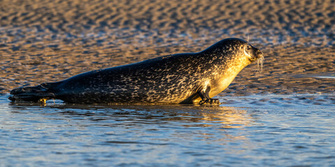 Phoques gris et phoques veau-marin à Berck-sur-mer © Alonbou