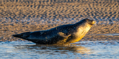 Phoques gris et phoques veau-marin à Berck-sur-mer © Alonbou