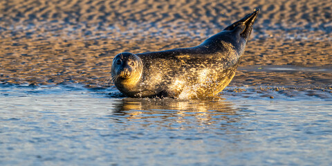 Phoques gris et phoques veau-marin à Berck-sur-mer © Alonbou