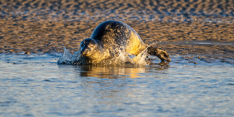 Phoques gris et phoques veau-marin à Berck-sur-mer © Alonbou