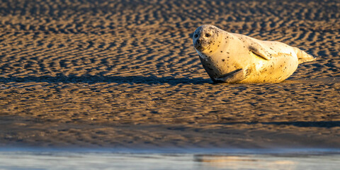 Phoques gris et phoques veau-marin à Berck-sur-mer © Alonbou
