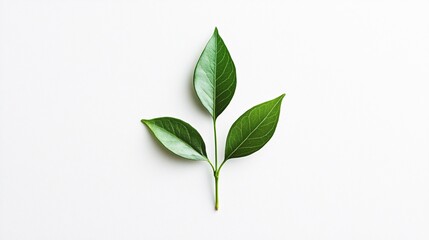 Fototapeta premium A distinctive emblem on a clean white backdrop represents ethical sourcing and sustainable trade practices.