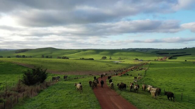farmer herding cows in a field, Angus, wagyu, Murray grey, Dairy and beef Cows and Bulls grazing on grass and pasture in a field. organic and free range, being grown on a farm in tasmania Australia.