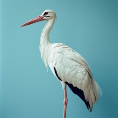 Fototapeta premium Elegant portrait of a stork in a professional studio setting, highlighting its striking features and graceful posture against a simple background.