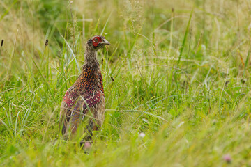 colourful pheasant from the side, pheasant in the tall meadow, pheasant hiding between high blades of grass, male pheasant in a wild meadow