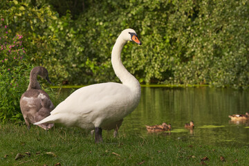 cute mother swan with cygnets, swan with cygnets in the grass, swans in the meadow, white birds in the background a river, elegant birds