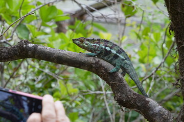 chameleons are gems of nature - here an endangered species of Madagascar in its natural environment