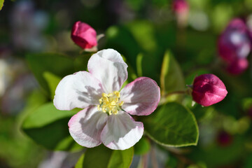 a pink flower of an apple tree in blossom macro 