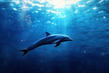 Obraz premium A dolphin glides effortlessly through the clear waters of the ocean, illuminated by sunlight filtering down, creating a serene underwater atmosphere filled with bubbles