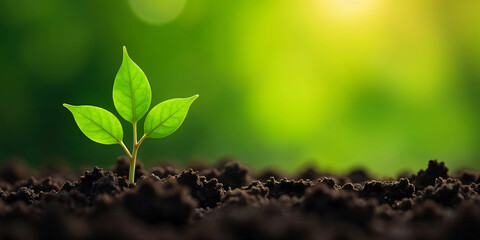 Growing seedlings in the morning light on a blurred nature background.
