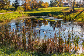 Pond surrounded by tall reeds, reflecting the vibrant autumn landscape of trees and lush greenery. Autumn landscape with a pond and mowed lawn