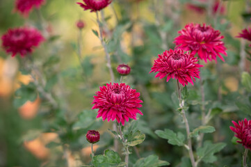 Beautiful chrysanthemum flowers in the garden