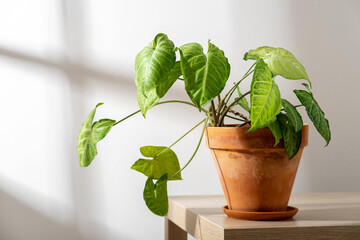 Indoor plants Syngonium in terracotta  ceramic pot on the table near the sunny window. Indoor gardening, botany hobby.