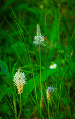A hoverfly collects nectar from plantain flowers on a meadow in a spring forest 