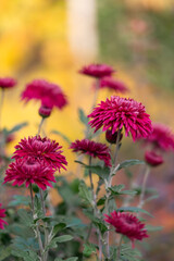 Amazing chrysanthemums of  autumn.