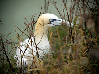 Bird in grass