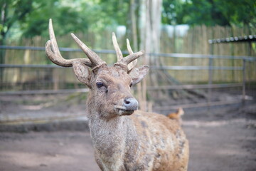 Obraz premium hornet deer at the zoo