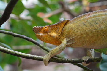 beautiful and bizarre chameleon of Madagascar 