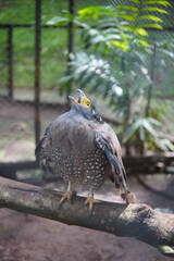 an eagle on the tree