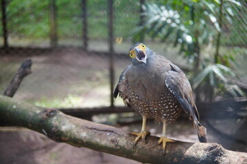 an eagle on the tree