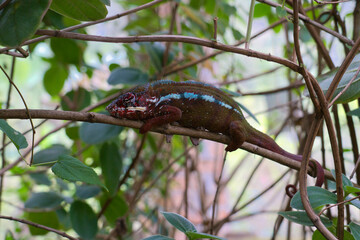 beautiful and bizarre chameleon of Madagascar 