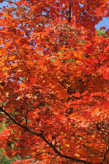 一面の紅葉の赤