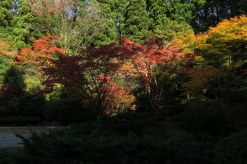 紅葉と陰影