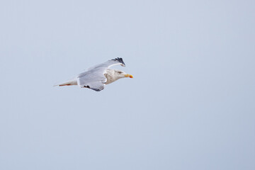Gaivota-prateada-europeia, nomevcientifico (Larus argentatus).  Gaivota a planar nos ceus.