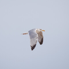 Gaivota-prateada-europeia, nomevcientifico  (Larus argentatus). Gaivota em voo com as asas para baixo.