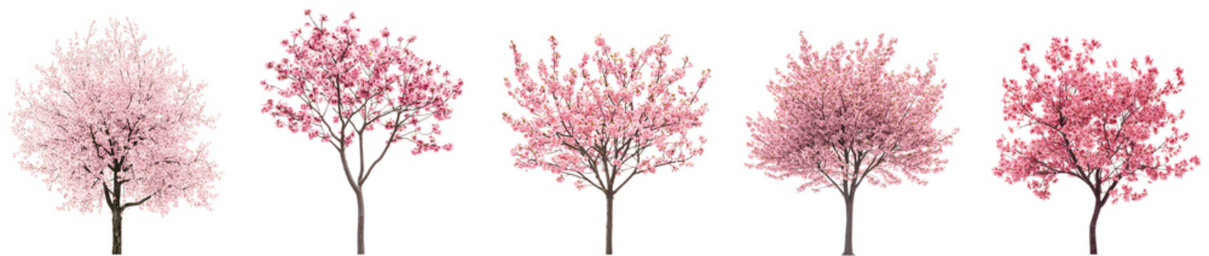 Beautiful cherry blossom set showcasing vibrant pink trees in spring isolated on transparent background