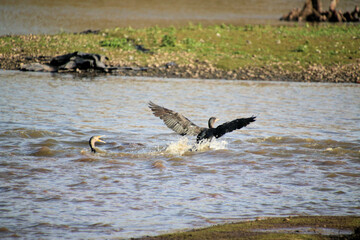 A view of a Cormorant at Venus Pool Nature Reserve