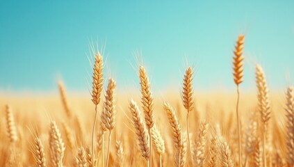 Fototapeta premium A field of golden wheat with a bright sun shining on it