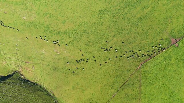 herding cows with a motorbike on a farm. mustering cattle on a ranch