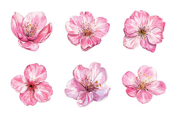 set of pink flowers