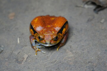 tomato frog (dycophus antongilii) of Madagascar