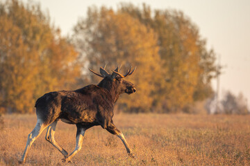 Mammals male bull Elk Moose ( Alces alces ) North part of Poland, Europe sunrise morning in autumn time