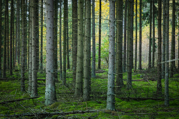 Misty autumn forest. October in misty forest. Poland Europe, Knyszyn Primeval Forest spruce trees