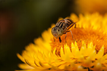 Closeup of a bee with drops of water in outdoors