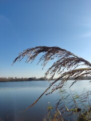 Obraz premium reeds on the water
