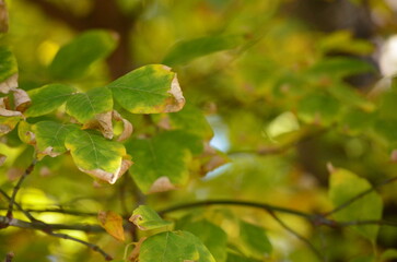 The leaves on the tree are a mix of green and yellow, with some brown spots. The leaves are vibrant...