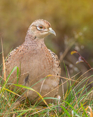 Bażant Phasianus colchicus