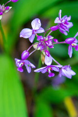 Fototapeta premium Purple ground orchid plat and flower in singapore botanic garden